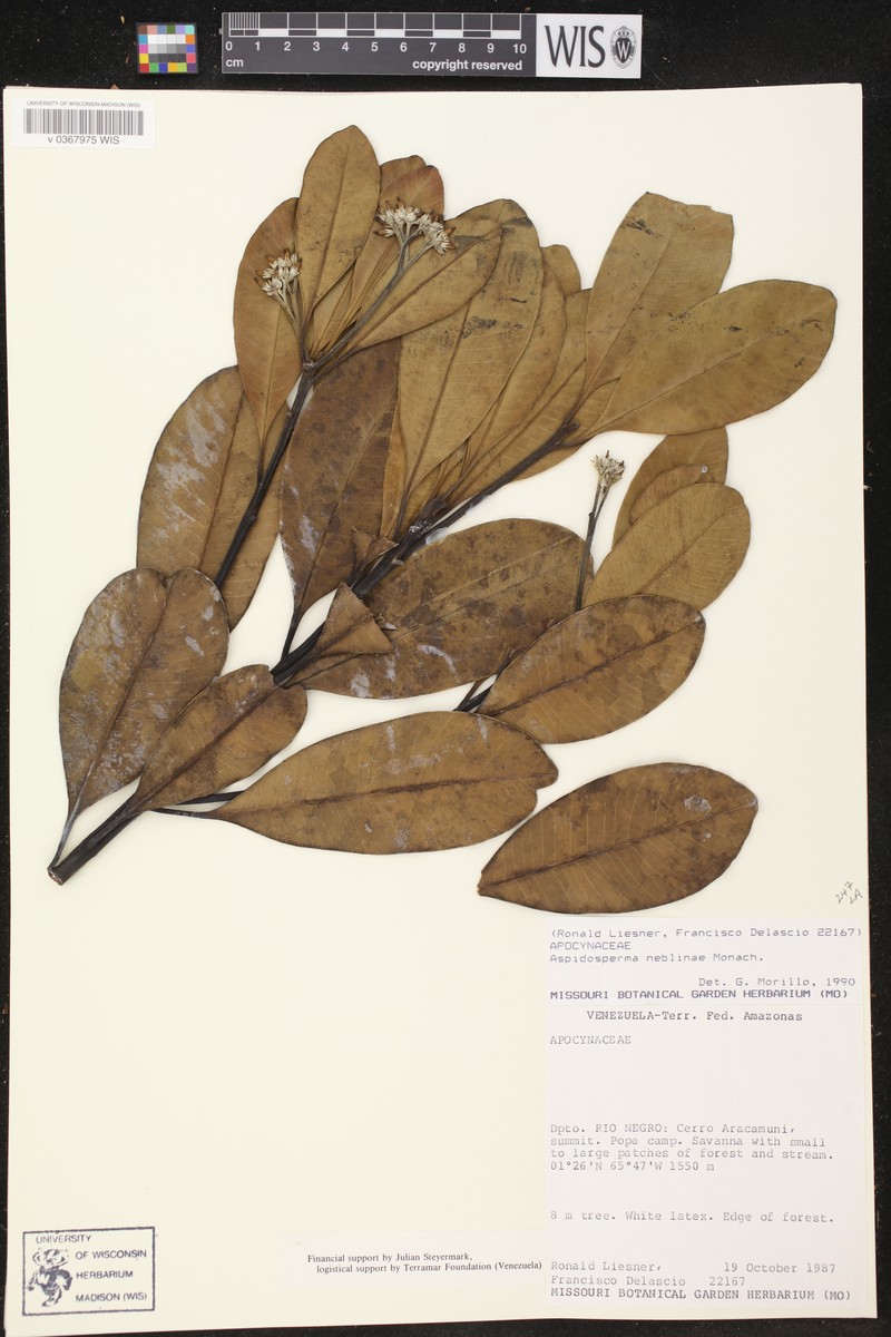 Aspidosperma neblinae photo 2