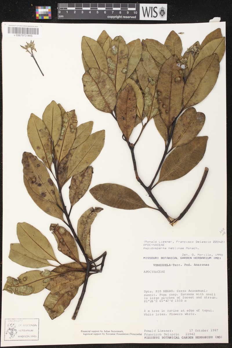 Aspidosperma neblinae photo 3