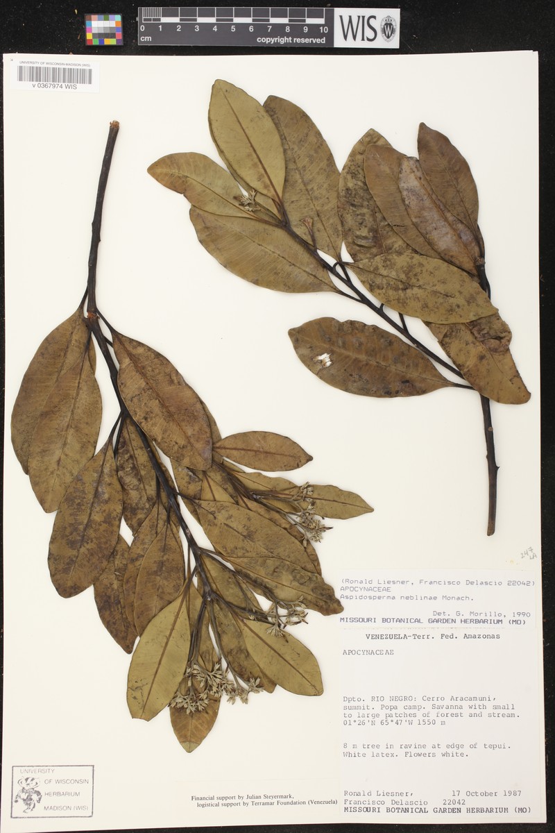 Aspidosperma neblinae photo 4