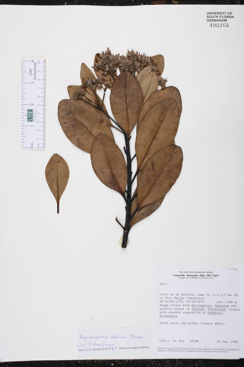 Aspidosperma neblinae photo 5