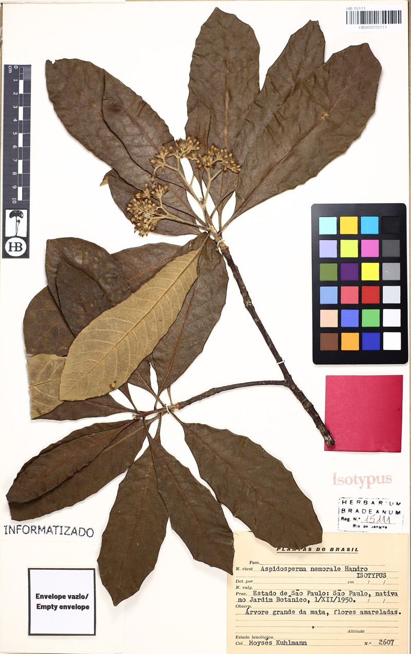 Aspidosperma nemorale