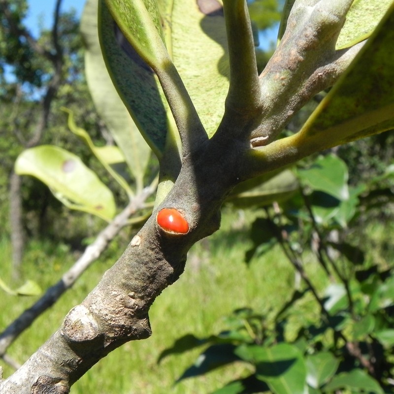 Aspidosperma nobile