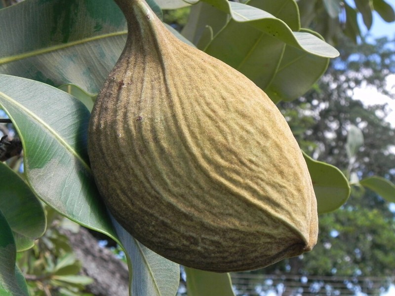 Aspidosperma nobile photo 4