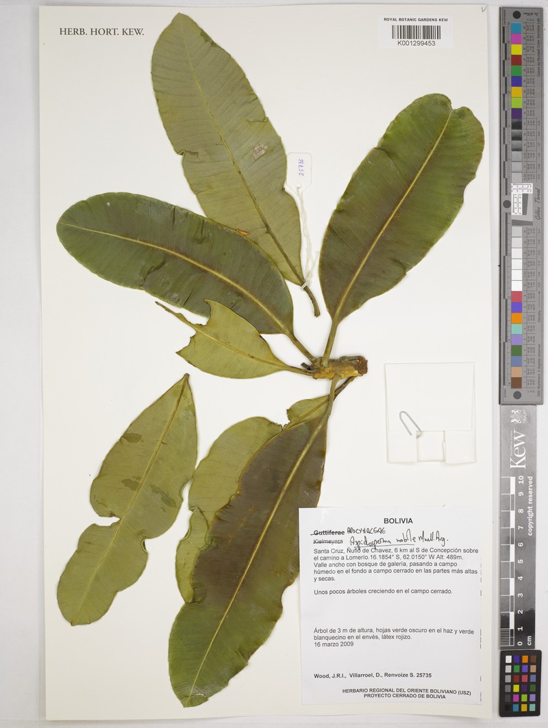 Aspidosperma nobile photo 5