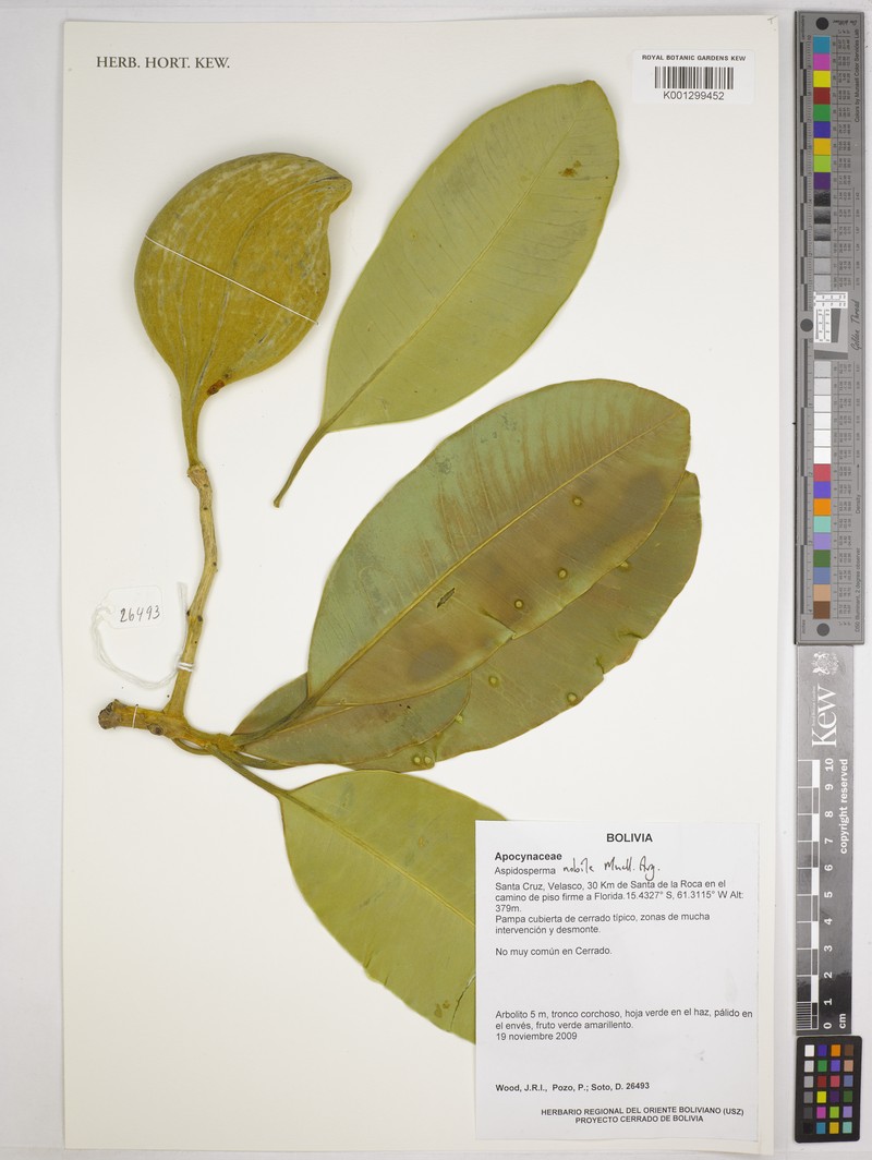 Aspidosperma nobile photo 6
