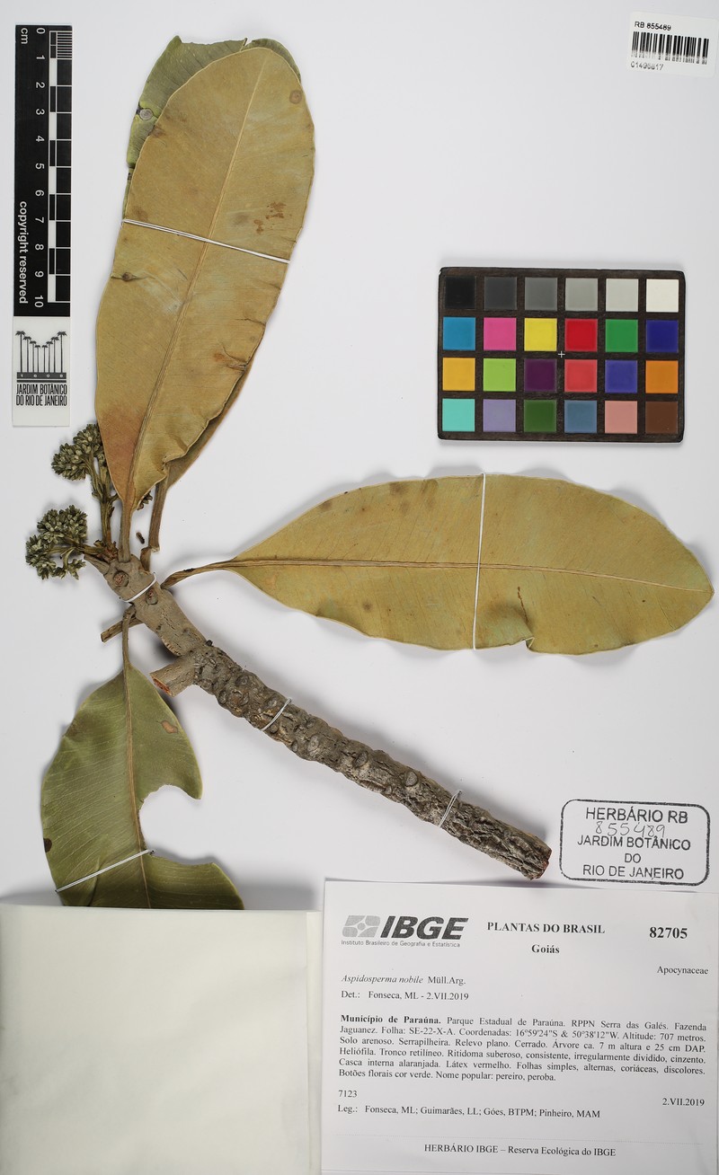 Aspidosperma nobile