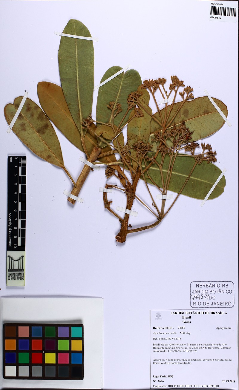 Aspidosperma nobile photo 2