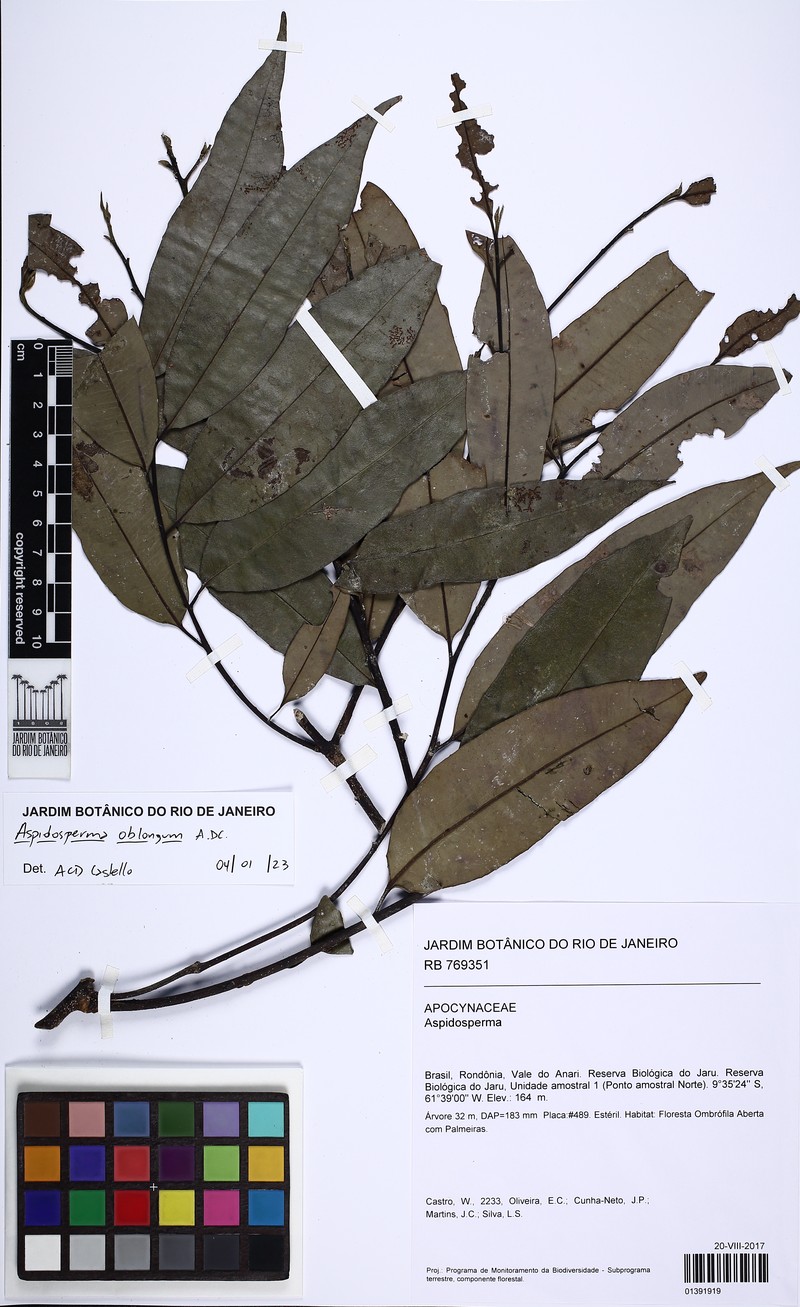 Aspidosperma oblongum photo 2