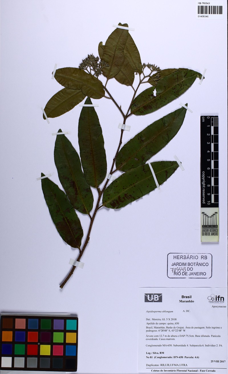 Aspidosperma oblongum photo 3