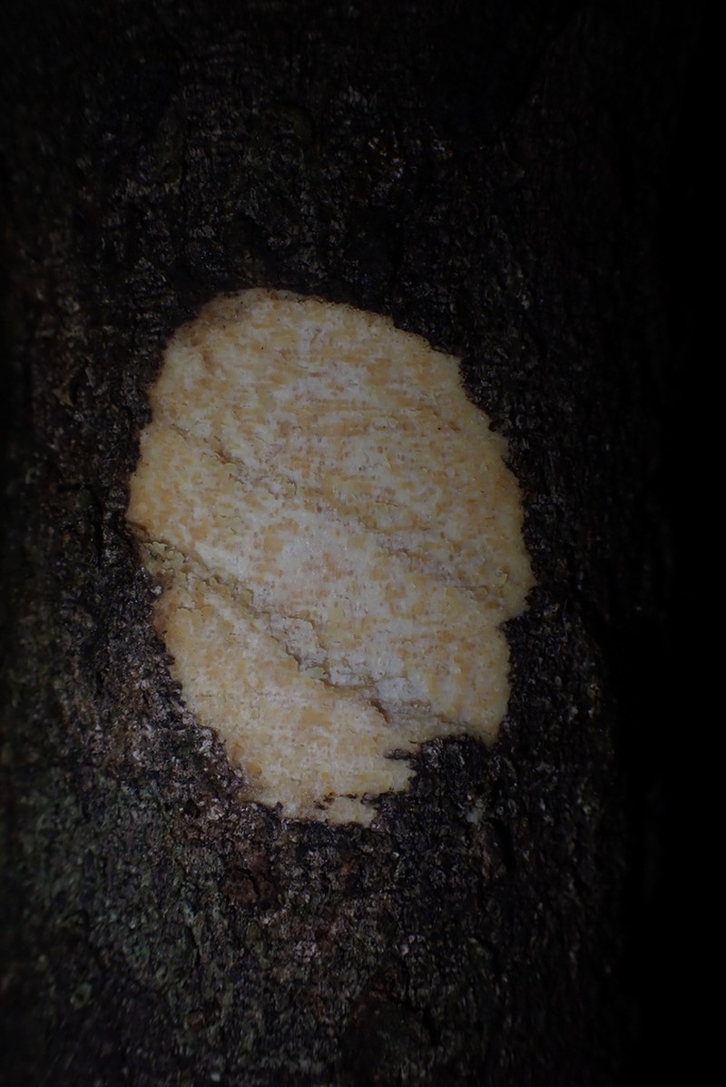 Aspidosperma oblongum