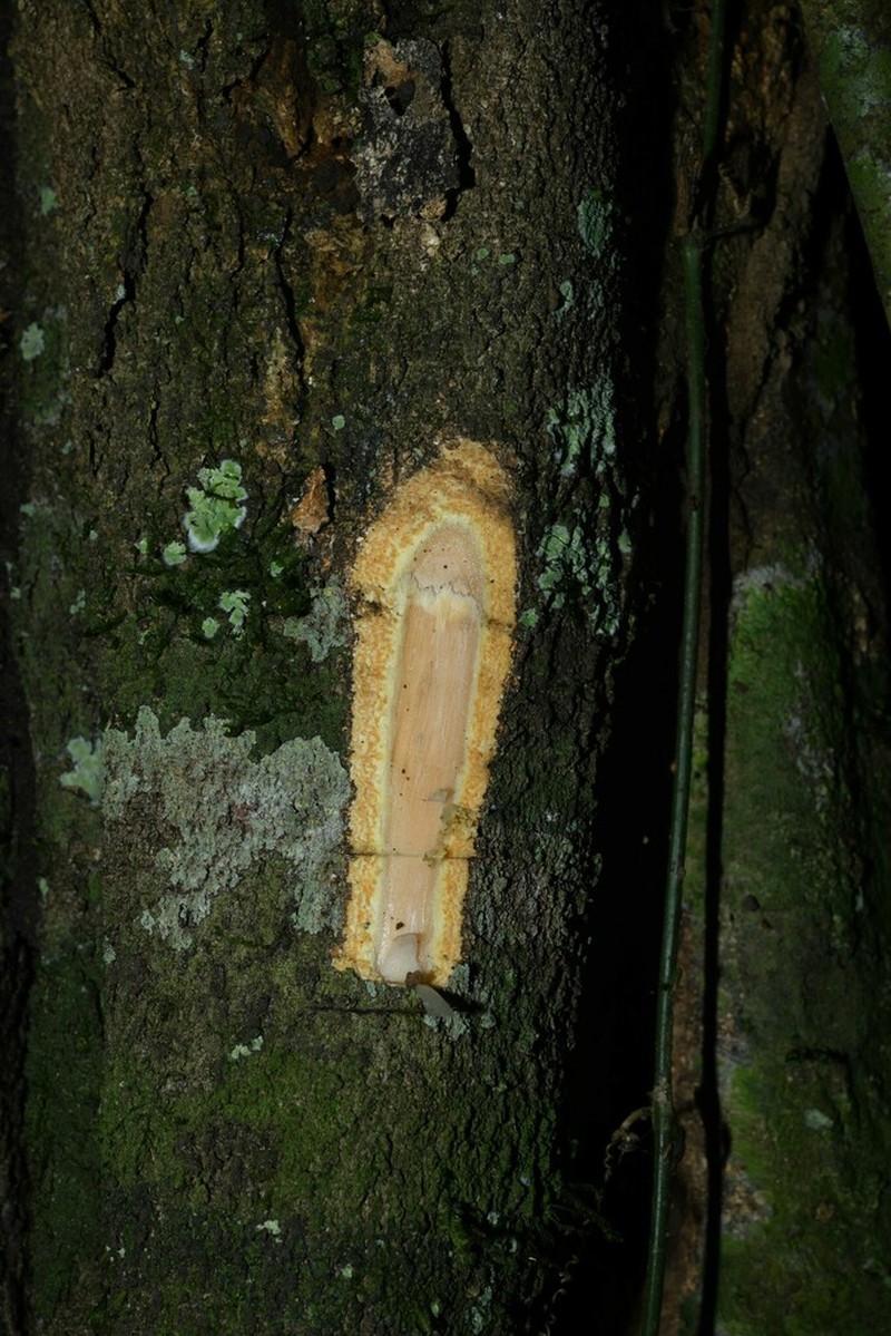 Aspidosperma oblongum photo 4
