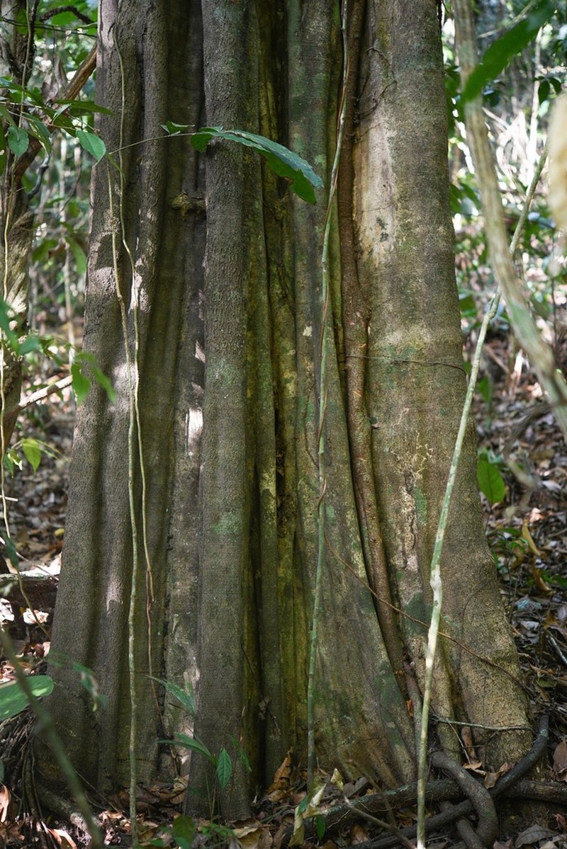 Aspidosperma oblongum photo 5