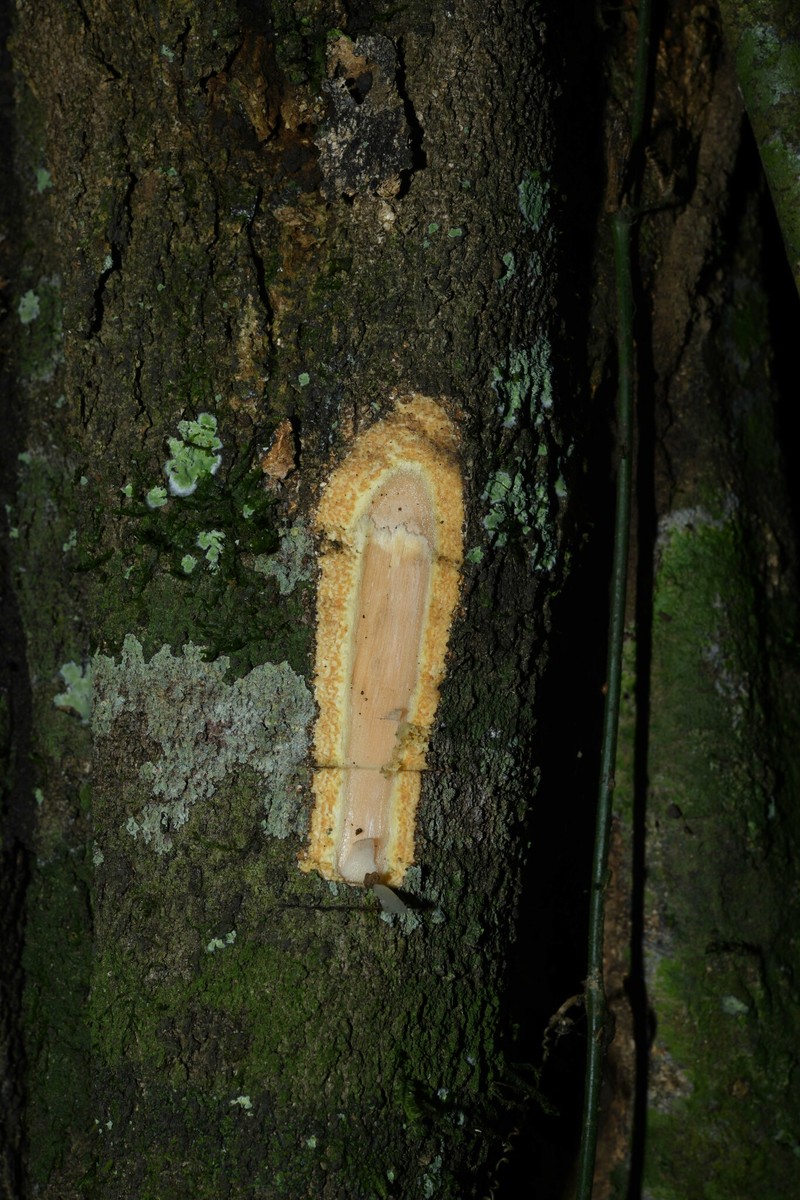 Aspidosperma oblongum photo 6