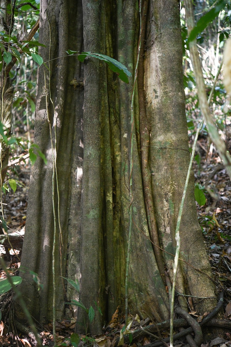Aspidosperma oblongum photo 7
