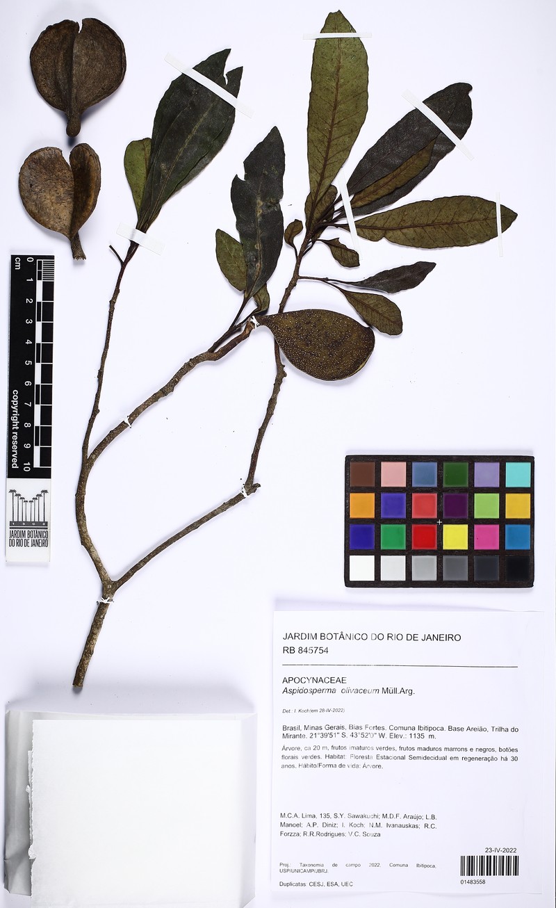 Aspidosperma olivaceum photo 2