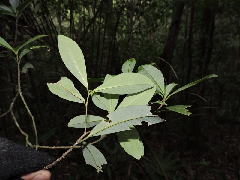Aspidosperma olivaceum photo 4