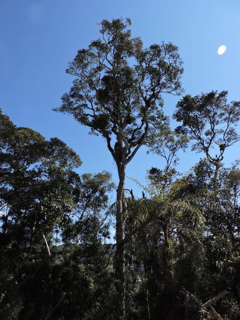 Aspidosperma olivaceum photo 6