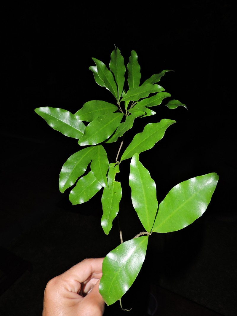 Aspidosperma olivaceum photo 7