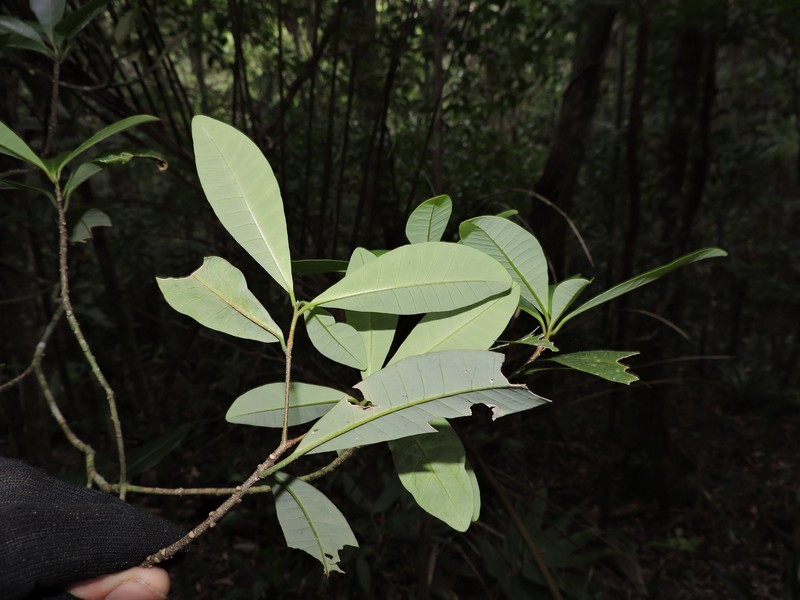 Aspidosperma olivaceum photo 8