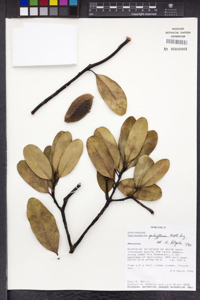 Aspidosperma pachypterum photo 3
