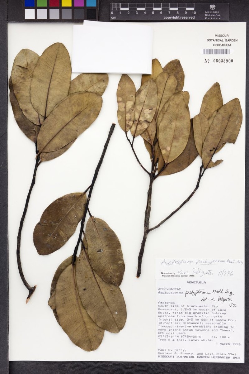Aspidosperma pachypterum photo 4
