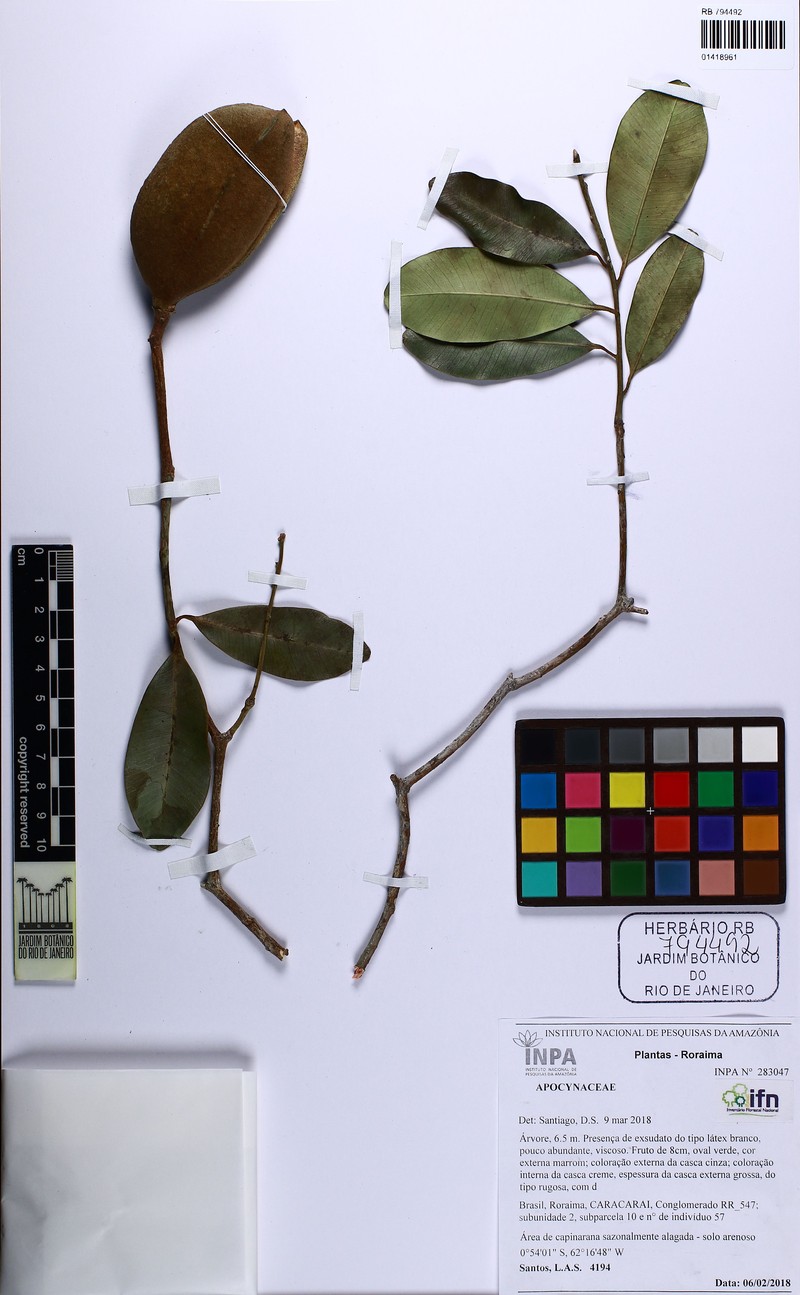 Aspidosperma pachypterum