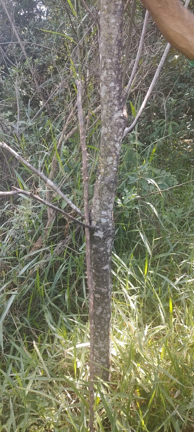 Aspidosperma parvifolium photo 2