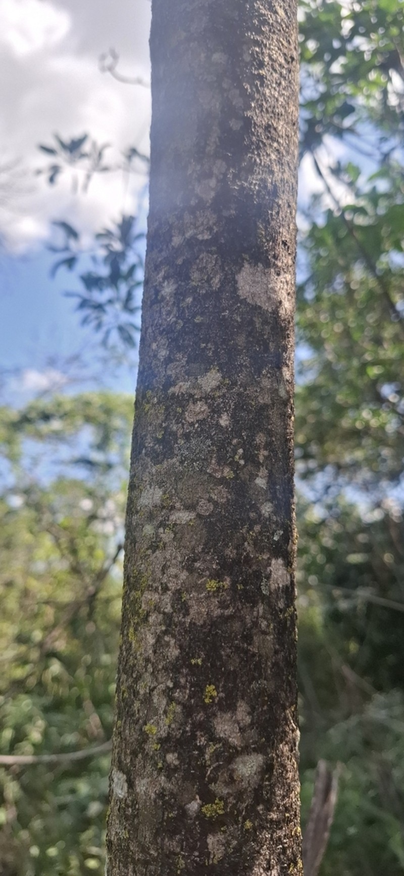 Aspidosperma parvifolium photo 3