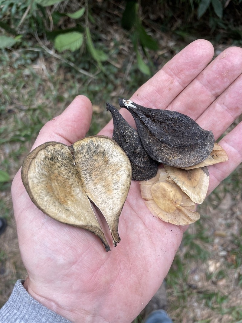 Aspidosperma parvifolium photo 4