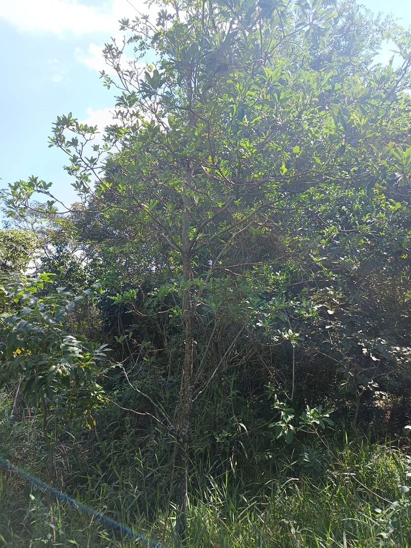Aspidosperma parvifolium photo 5