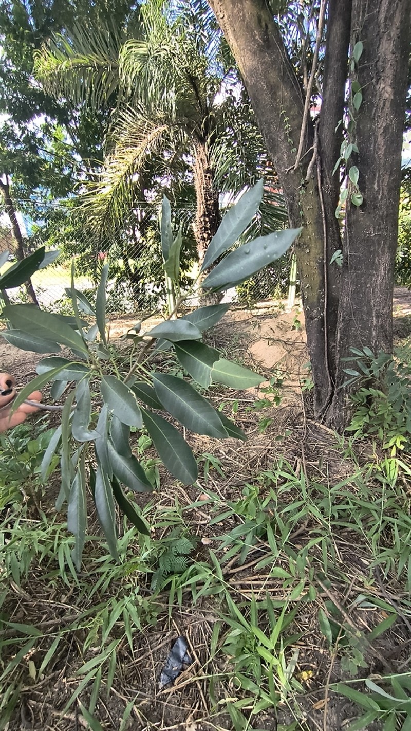 Aspidosperma parvifolium photo 6
