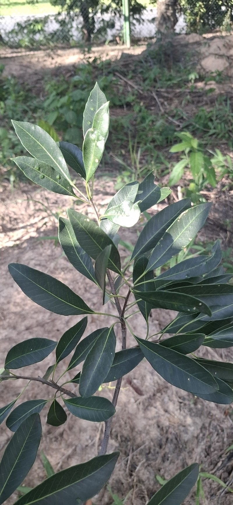 Aspidosperma parvifolium photo 8