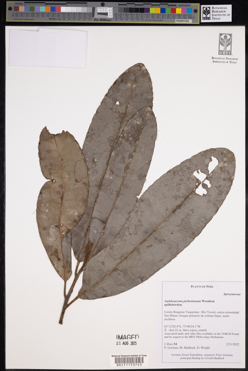 Aspidosperma pichonianum