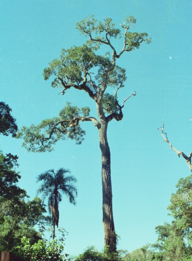Aspidosperma polyneuron photo 3