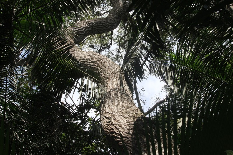 Aspidosperma polyneuron photo 5
