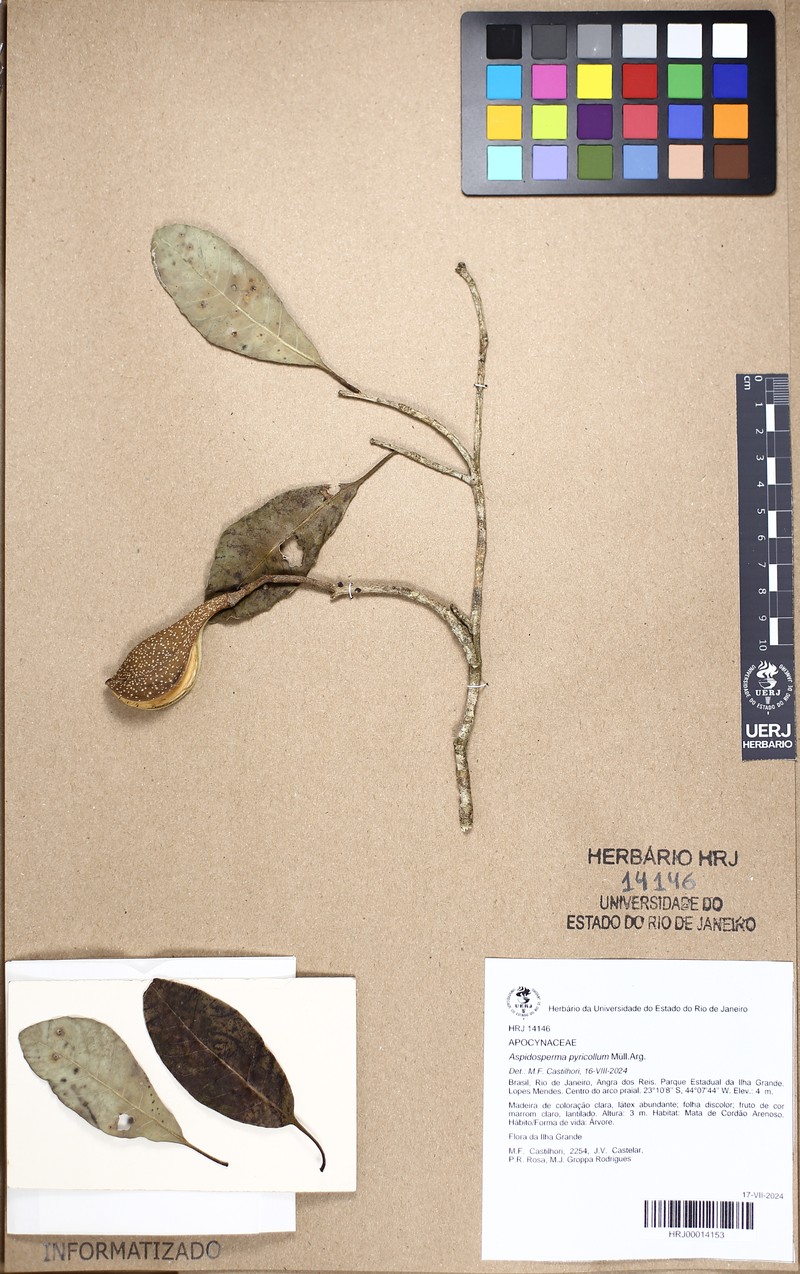 Aspidosperma pyricollum