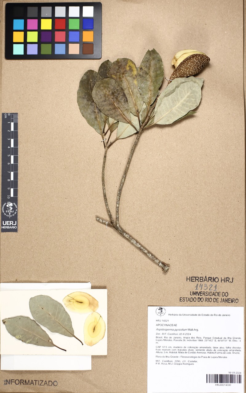 Aspidosperma pyricollum photo 3