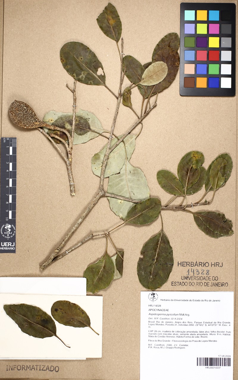 Aspidosperma pyricollum photo 4