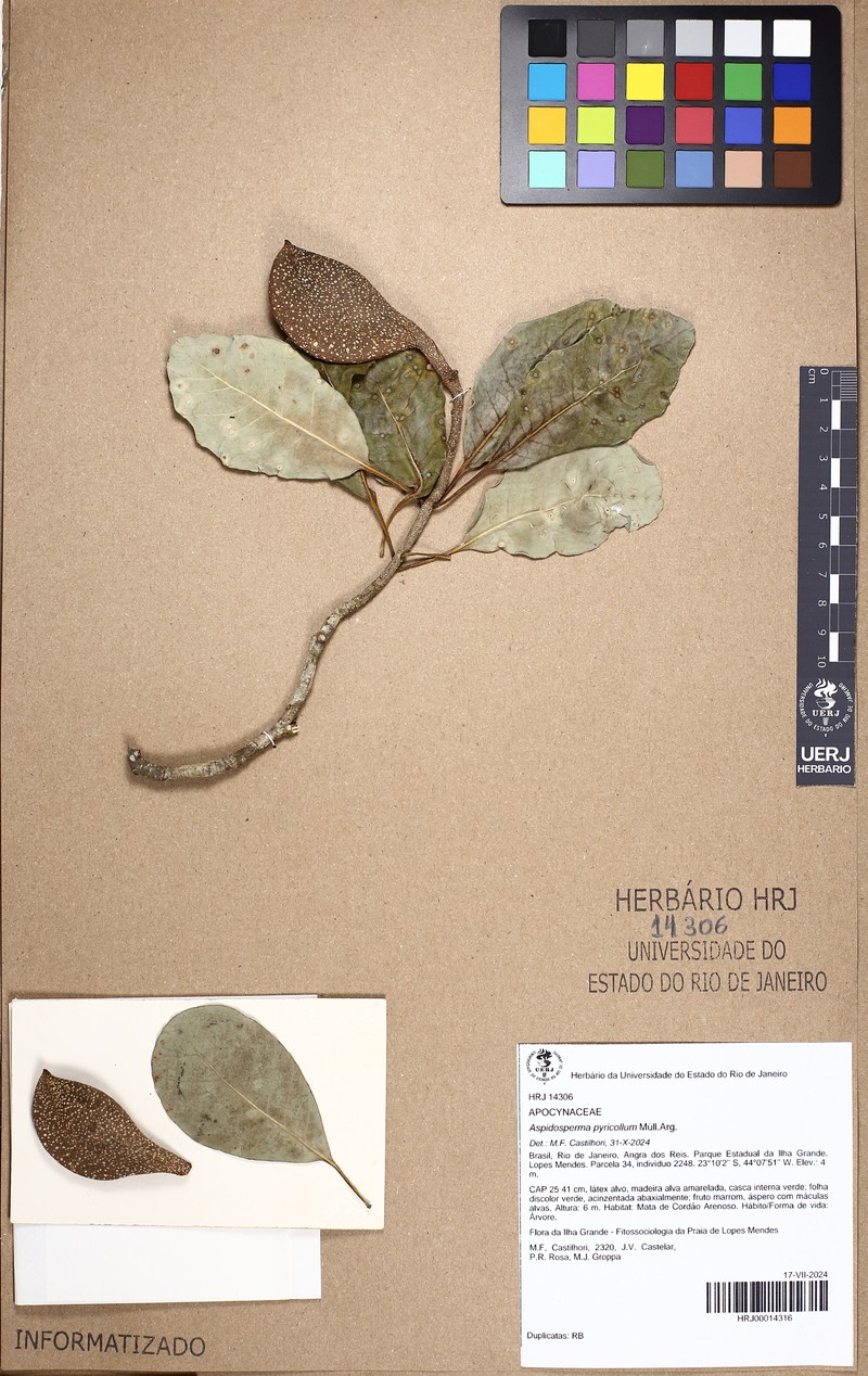 Aspidosperma pyricollum photo 5