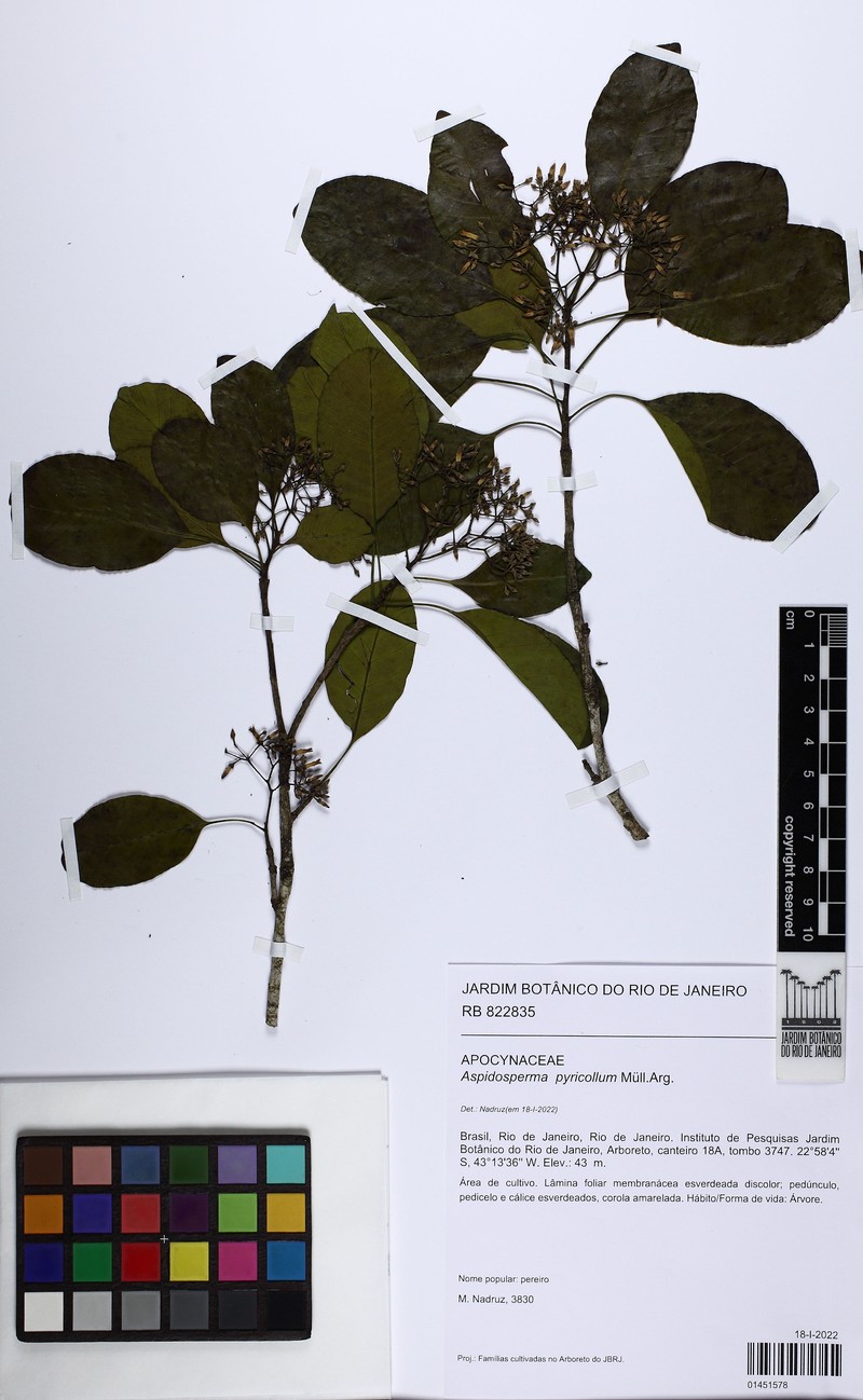 Aspidosperma pyricollum photo 6
