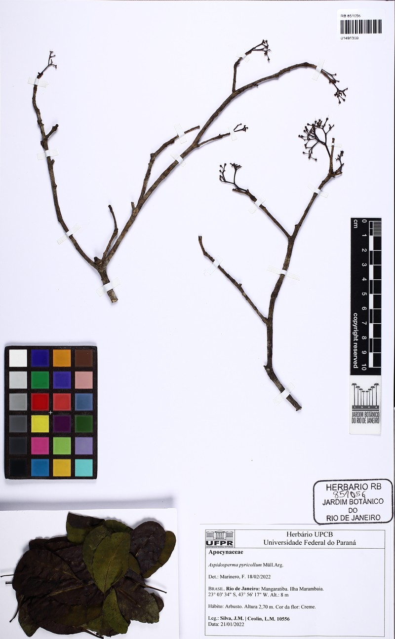 Aspidosperma pyricollum photo 7