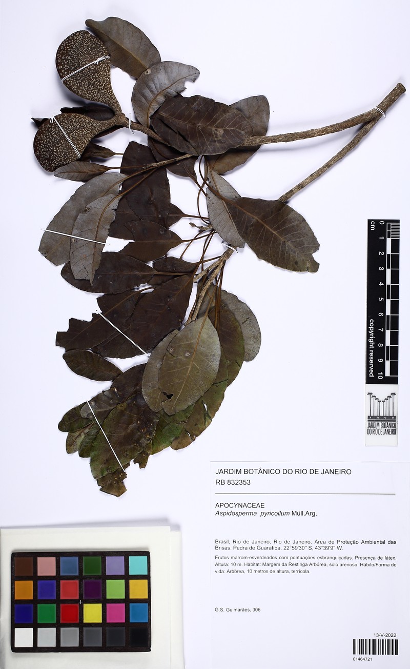 Aspidosperma pyricollum photo 8