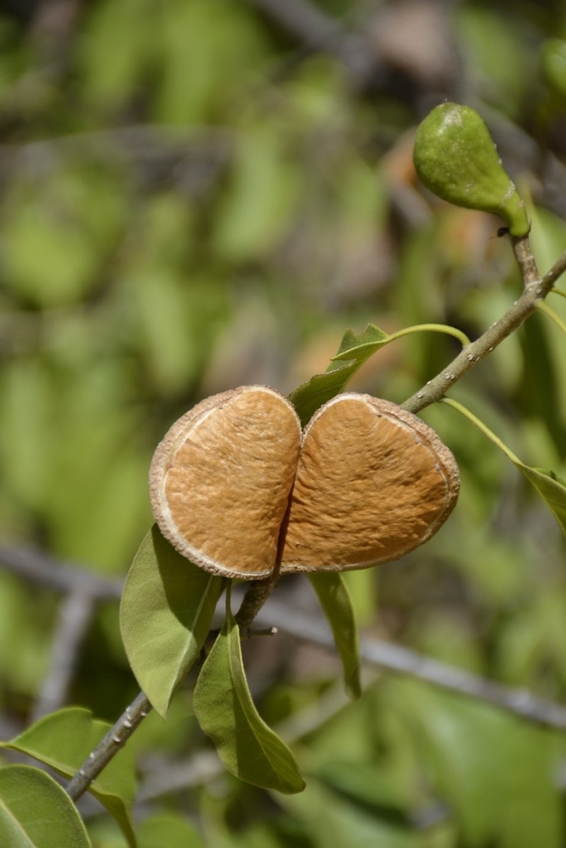 Aspidosperma pyrifolium