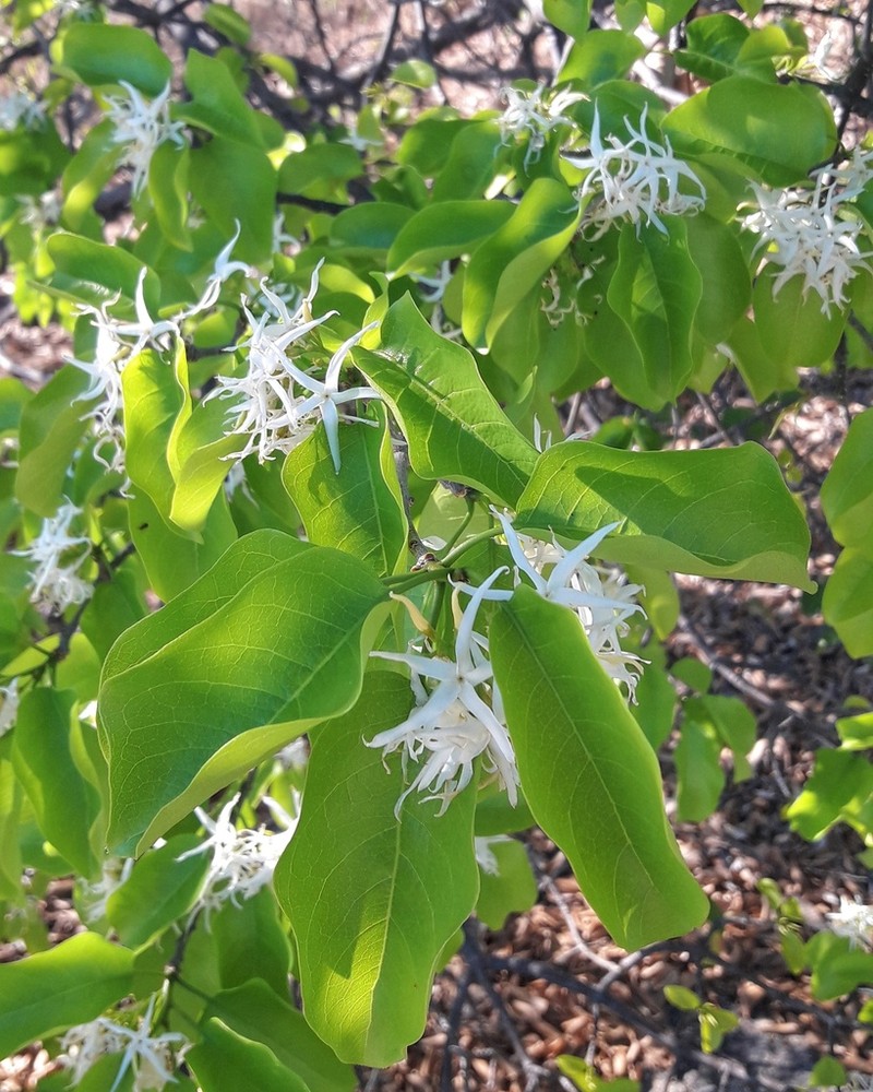 Aspidosperma pyrifolium photo 2