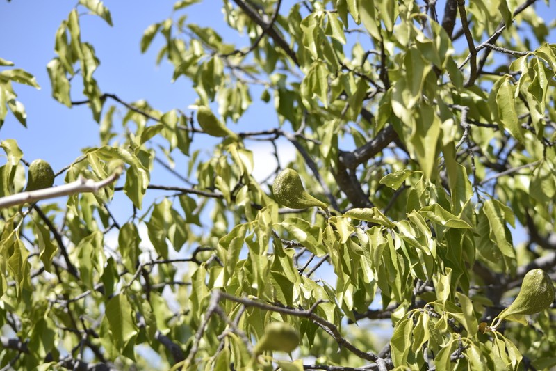 Aspidosperma pyrifolium photo 3