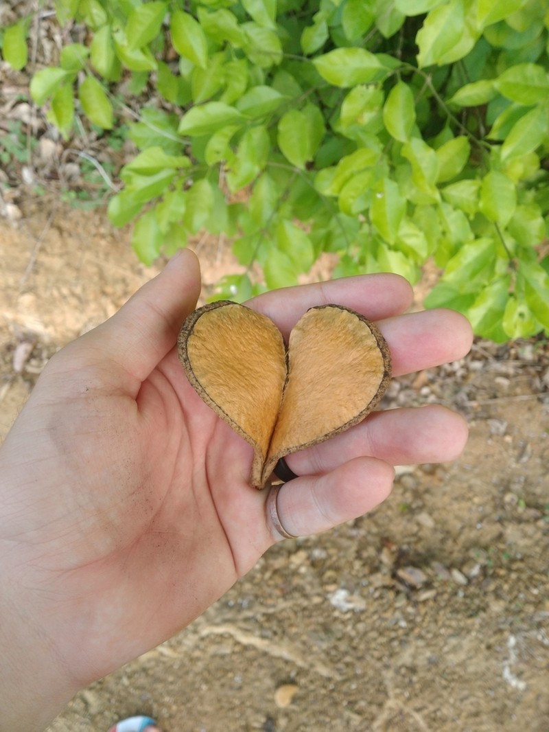 Aspidosperma pyrifolium photo 5