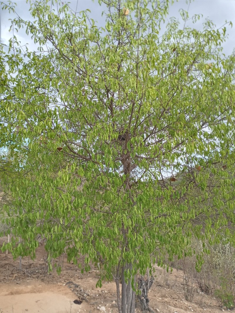 Aspidosperma pyrifolium photo 7