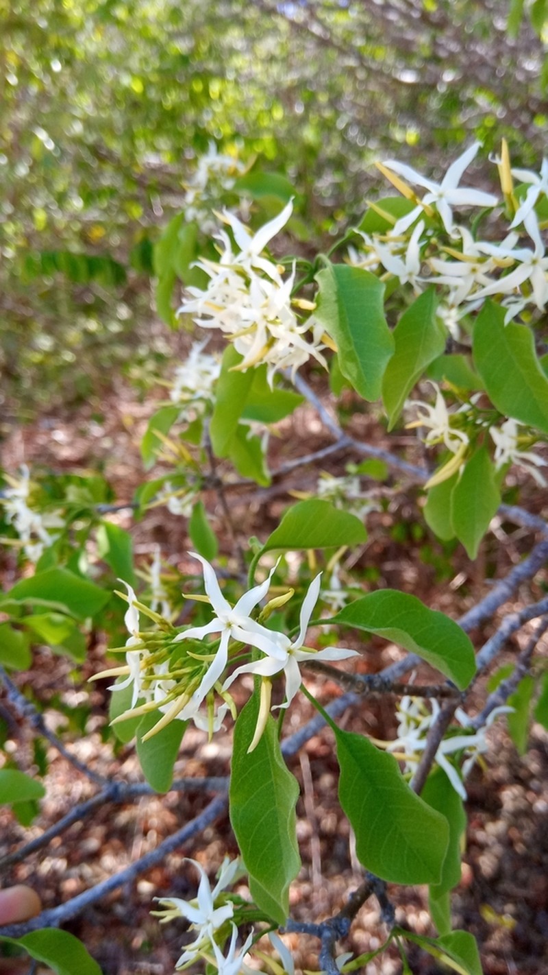 Aspidosperma pyrifolium photo 8