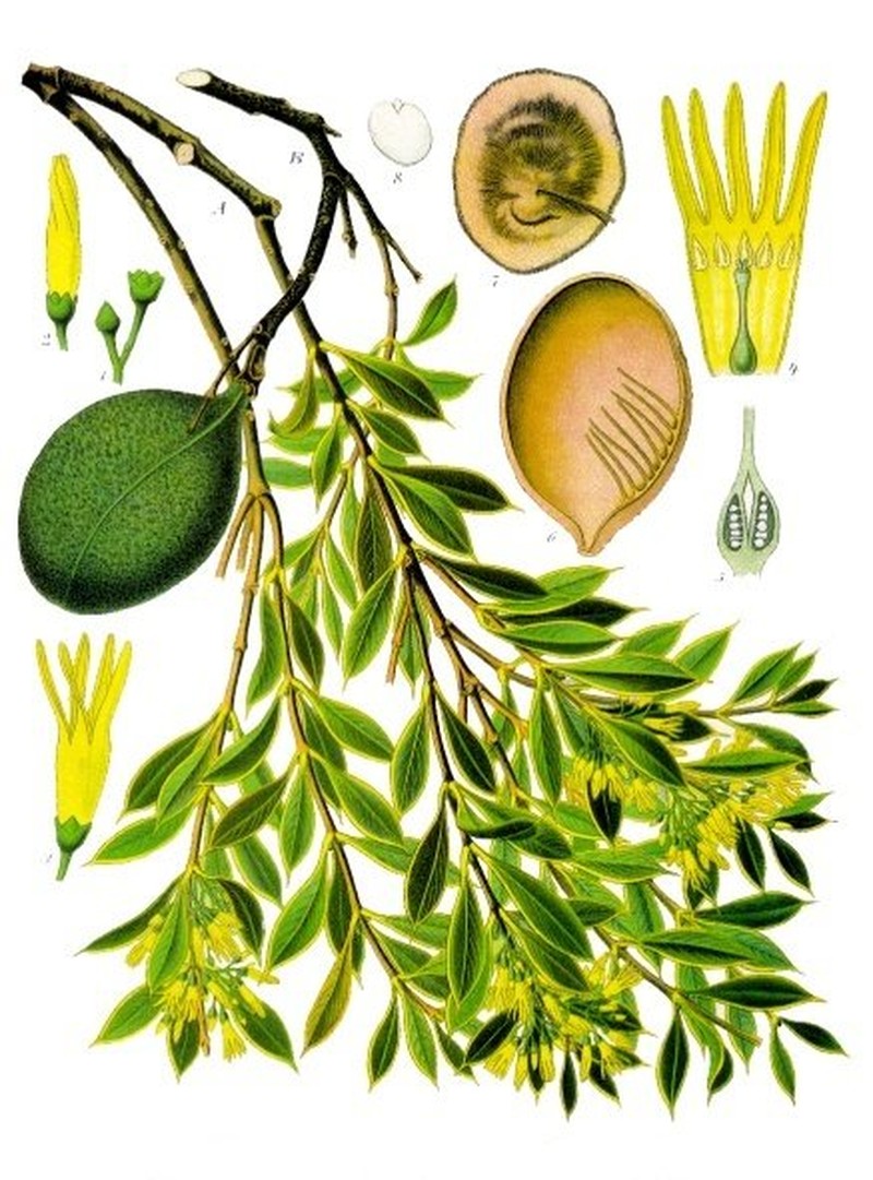 Aspidosperma quebracho-blanco photo 2
