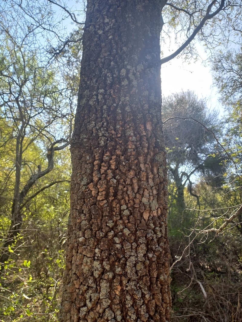Aspidosperma quebracho-blanco photo 3